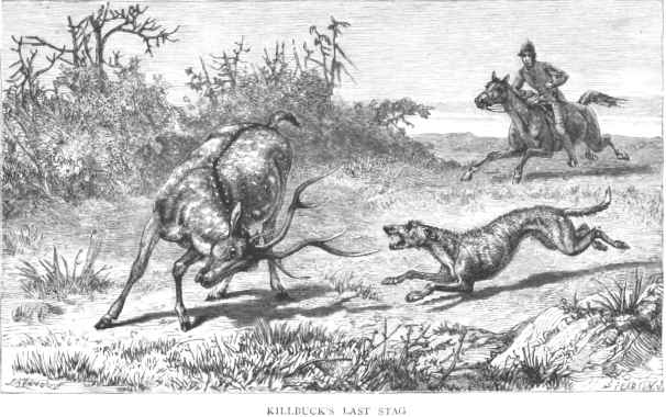 Killbuck's last stag
